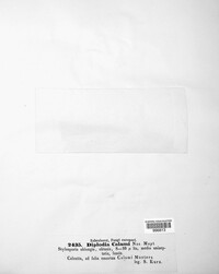 Image of Microdiplodia calami